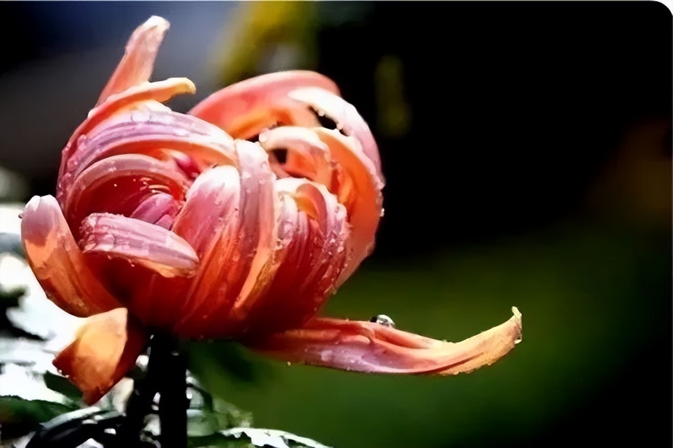 秋花诗词50首,金秋秋菊50种名菊