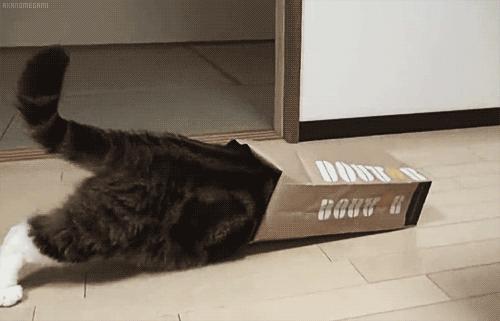 猫咪喜欢玩什么玩具图片,猫咪喜欢的玩具有哪些