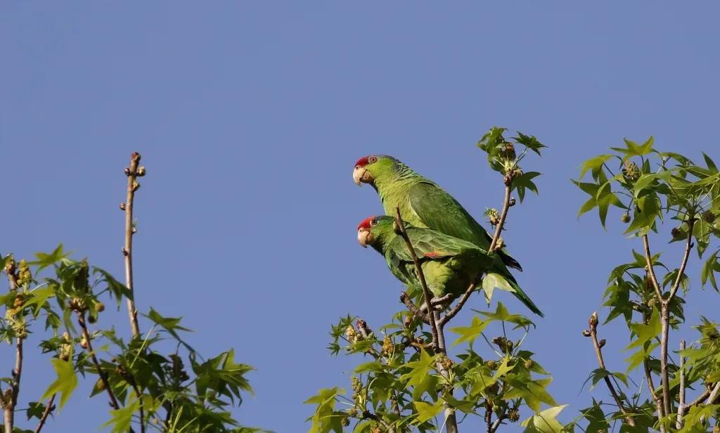 红额鹦鹉讲话,蓝色经典鹦鹉品种图片欣赏