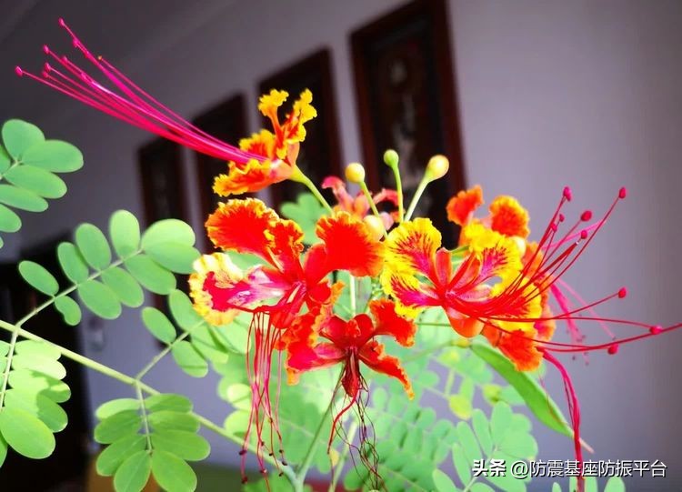 从发芽到开花的乐趣,从种子到果实成熟的感悟