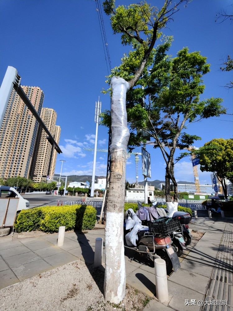 补绿换绿增绿！西山区道路沿线景观将焕然一新
