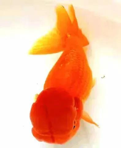 各种漂亮鱼的名称及图片,漂亮可爱的海水观赏鱼