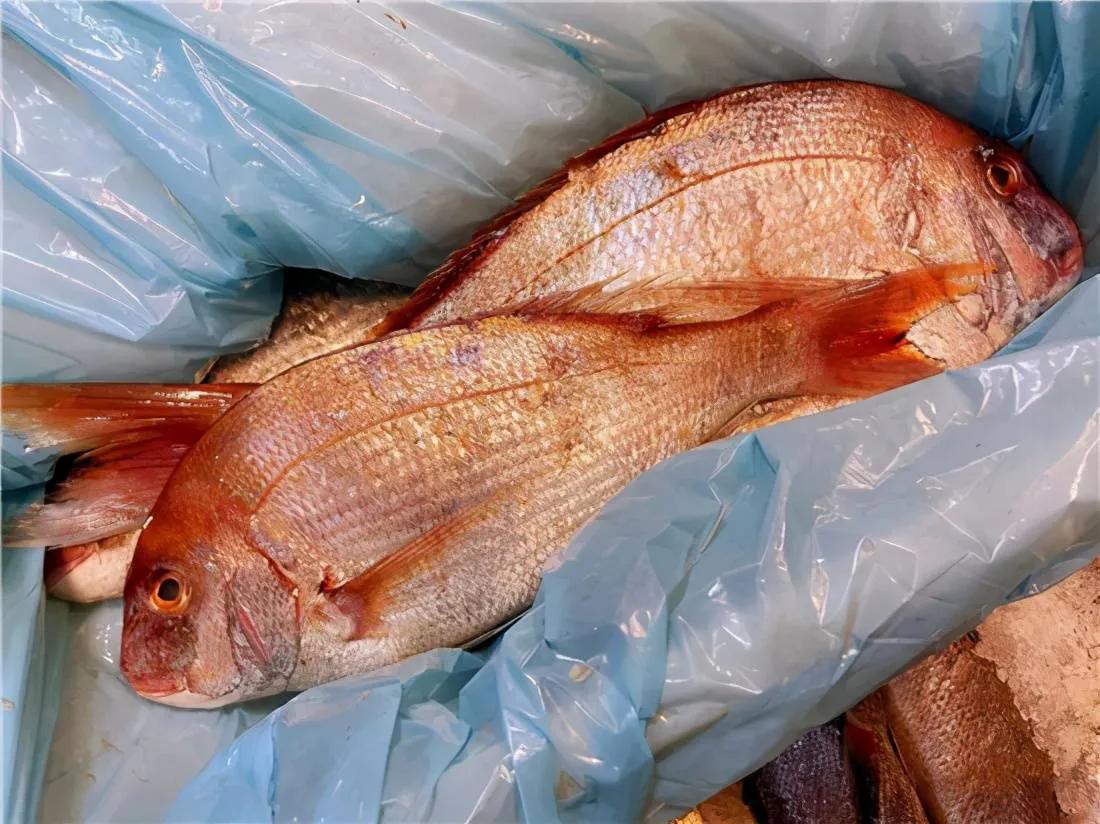 10种海鱼便宜营养价值高,30种最常吃的海鱼图片大全