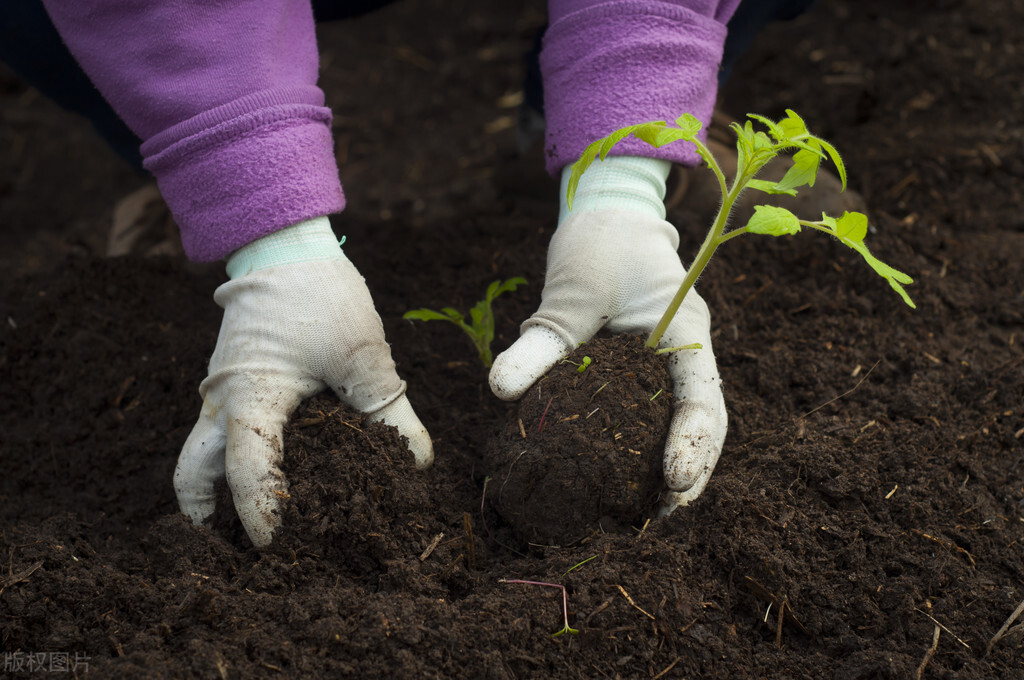 蔬菜苗移栽后如何迅速缓苗,蔬菜分苗方法和技巧