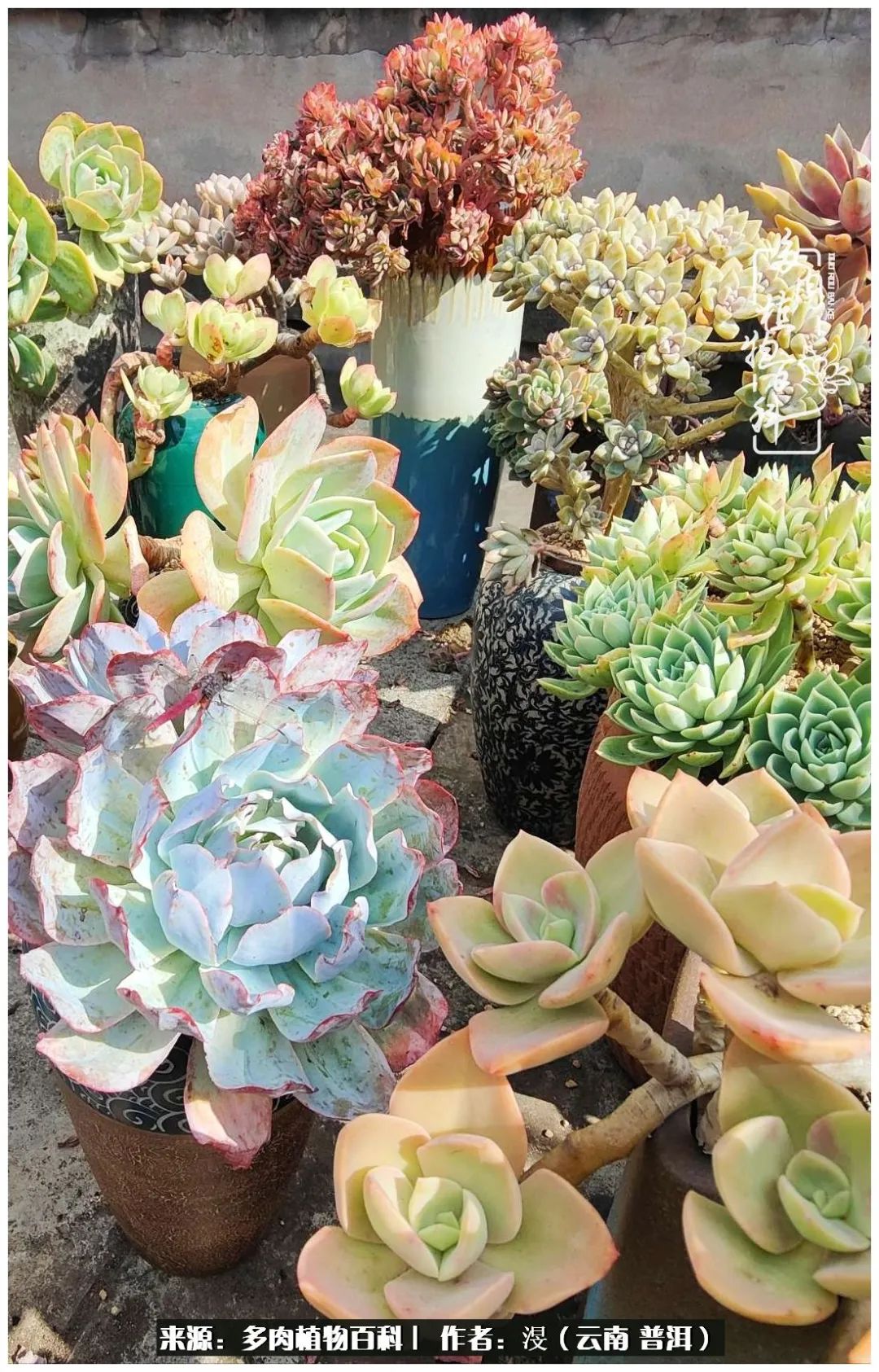 云南的冬天没有云！养肉七年，不谈得失，只论陪伴！