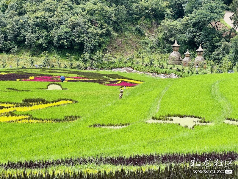 昆明市团结乡核桃箐彩色稻田,团结乡黑核箐彩色稻田
