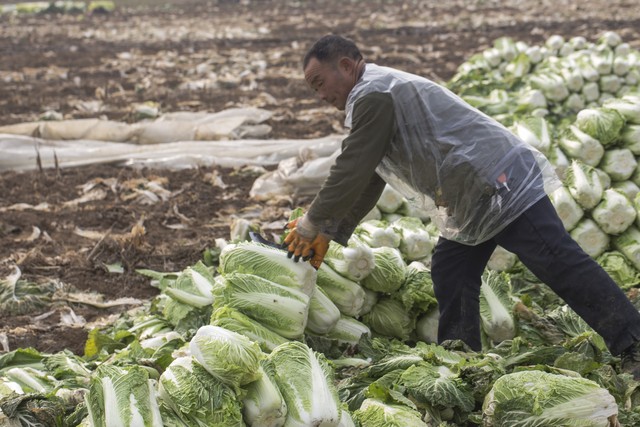 中央财政对种粮农民补贴政策,中央拨款100亿补贴种粮农民解析