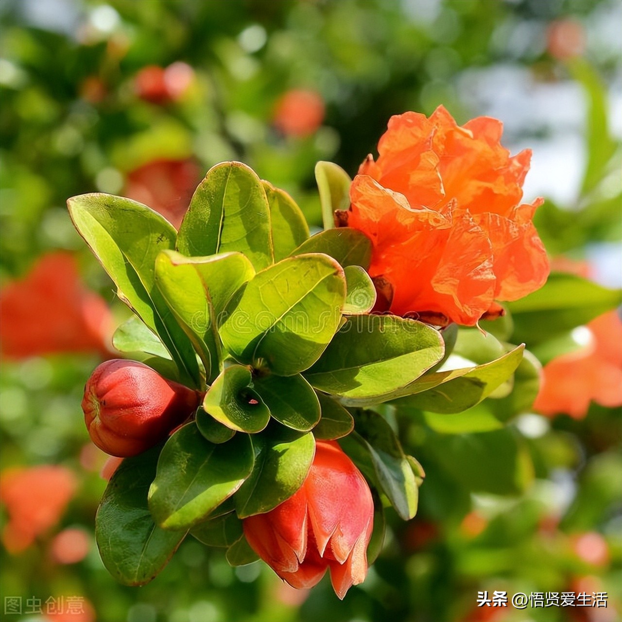 家里种幸福树风水的作用与禁忌,家中常见寓意发财好养的树