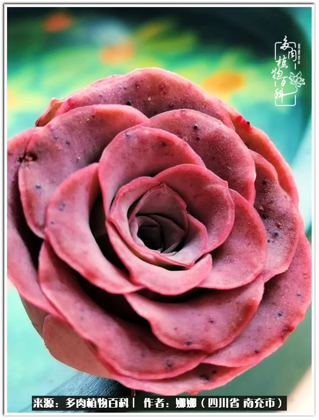 带刺的玫瑰阳台多肉,开花的玫瑰多肉