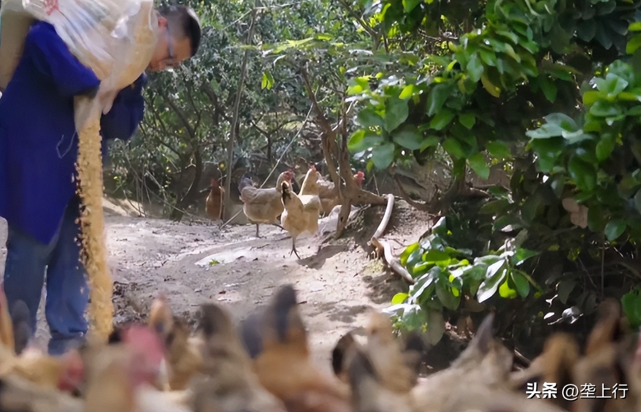 新手土鸡养殖技术视频,散养土鸡晚上鸡棚要点灯吗