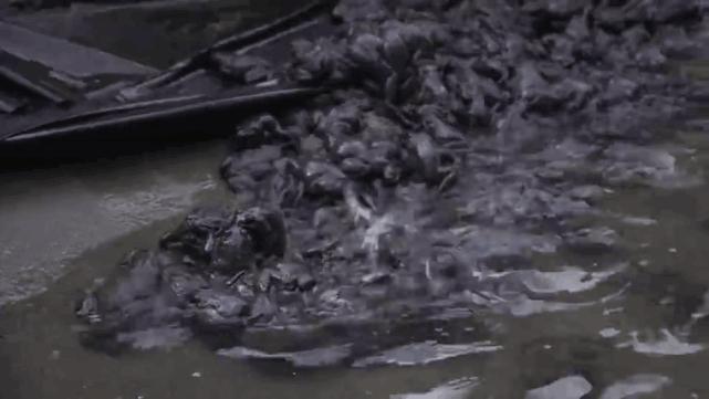 榫欐硥鐭宠洐鍏绘畺鍩哄湴,榫欐硥鐭宠洐