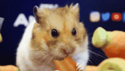 兔子没有实力就被人瞧不起,兔子从来没被战胜过