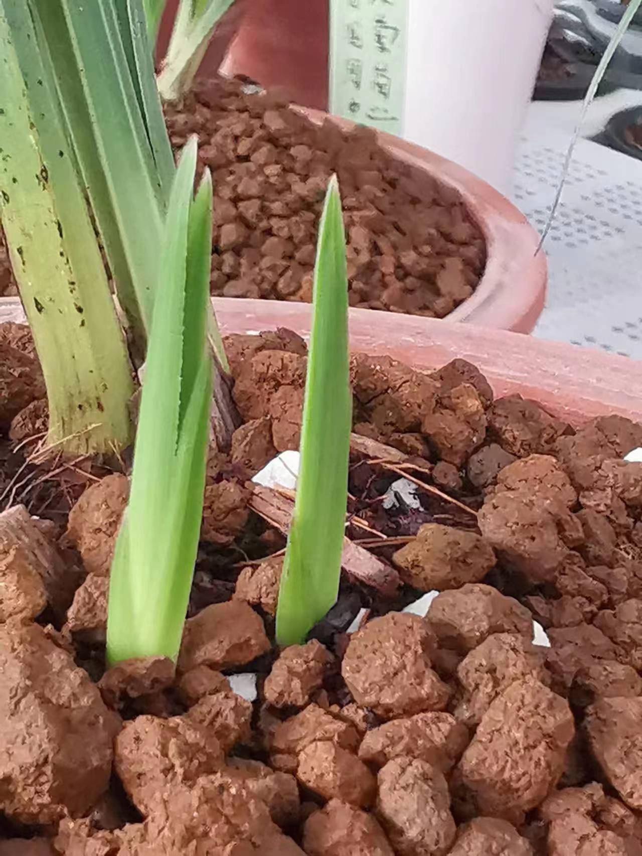 伏天兰花如何浇水养护,兰花适宜的温度及开花时的养护