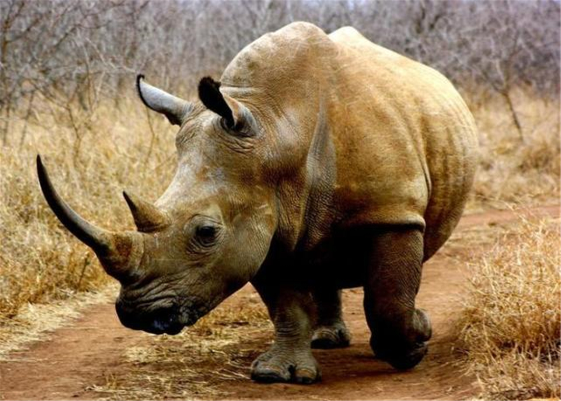 现存体型最大的犀牛白犀牛,独角犀牛最大多重