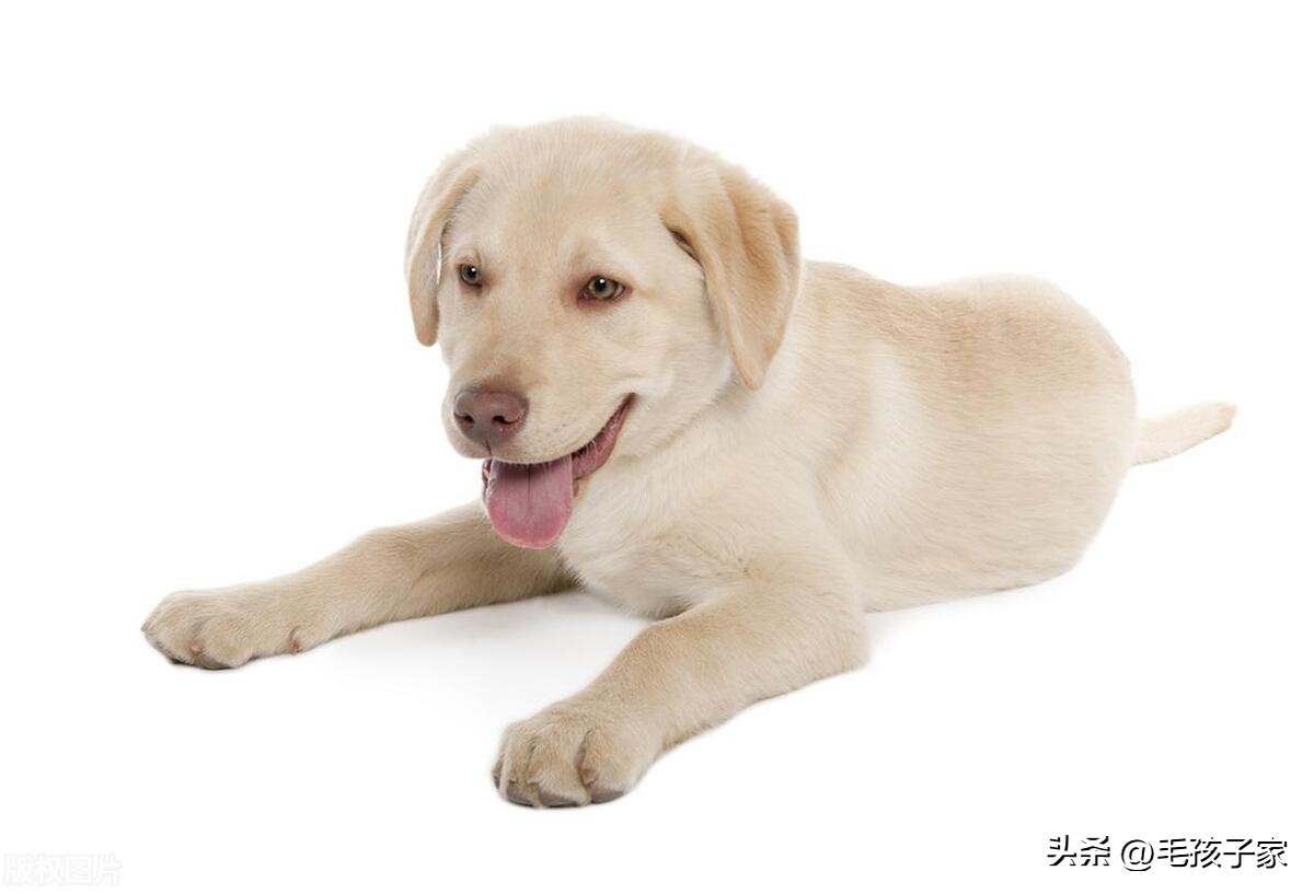 拉布拉多幼犬需要注意什么事项,拉布拉多幼犬的正确喂养方法
