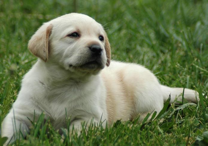 拉布拉多有哪些坏习惯,拉布拉多有没有什么明显的特征