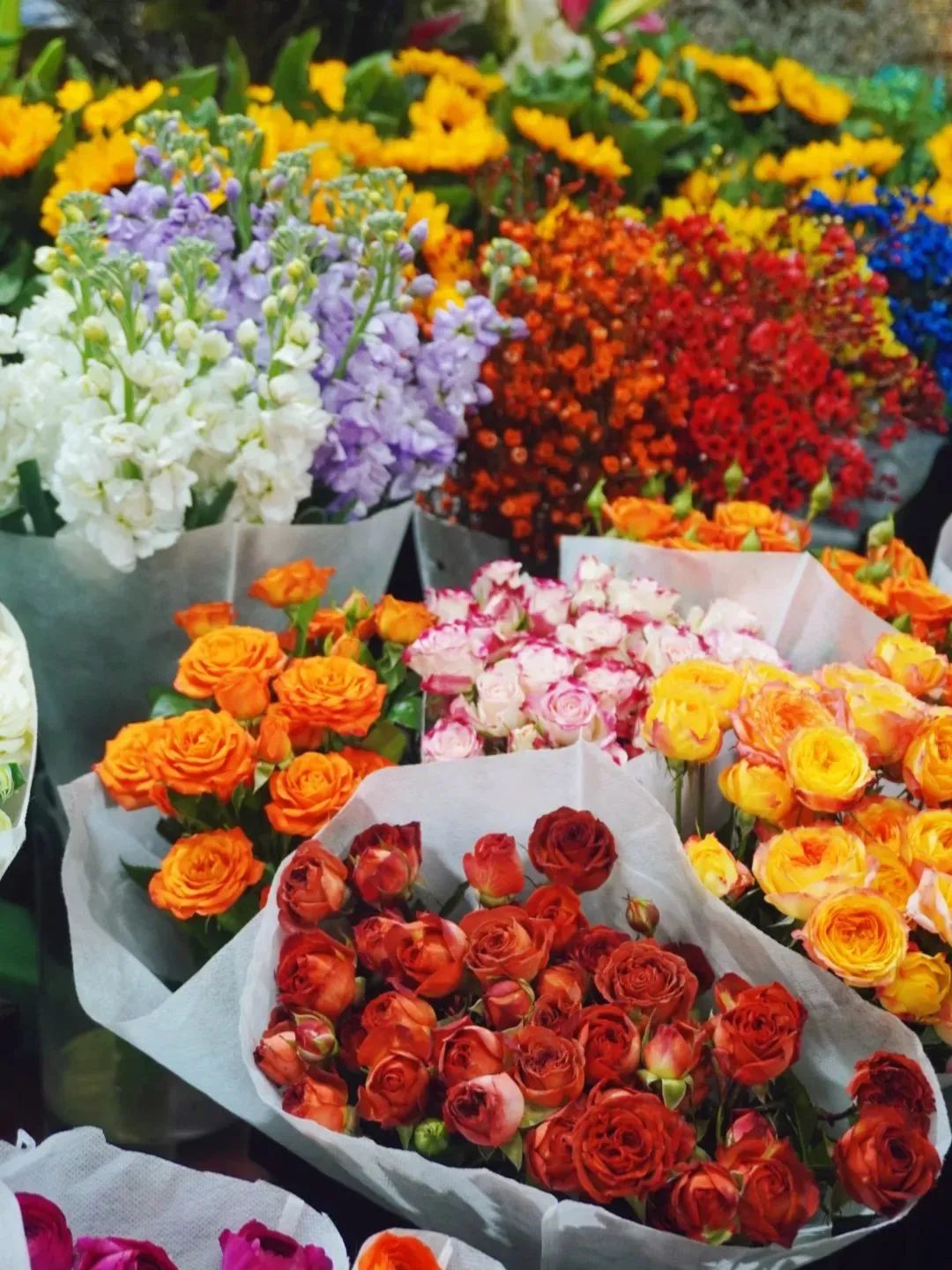 济南花市排名,济南赏花打卡地