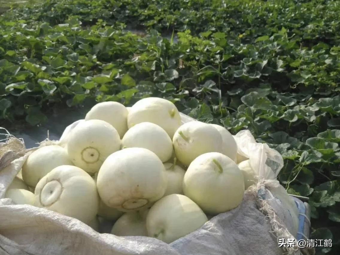 有什么好吃的甜瓜品种适合种植,适合南方种植的黄色厚皮甜瓜品种