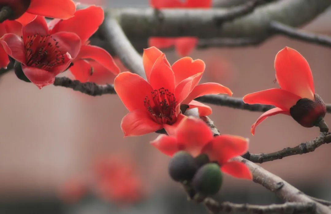 春天来了，“痴花”的您，来彩云之南做个“花吃”吧