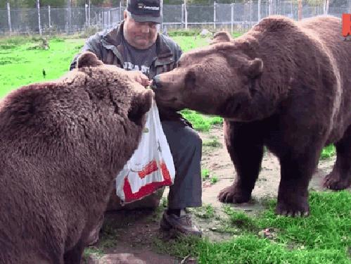 第一个用无人机拍到的鲸鱼,鲸鱼萤火虫
