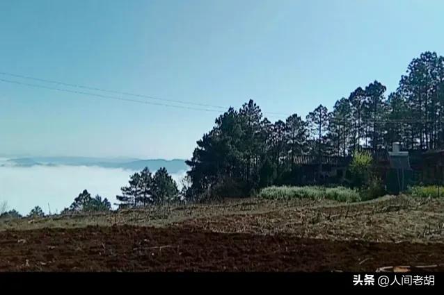 猪猪和狗狗成长记,猪猪成长记录