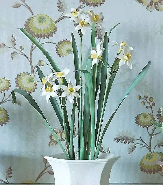 园丁的花园里开出了永生花,园丁永生花