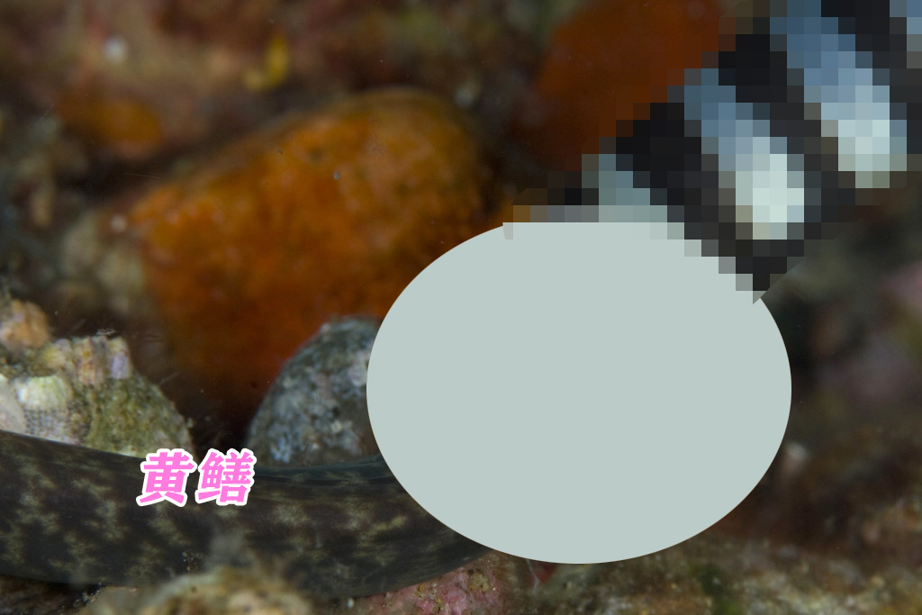 蛇吃黄鳝真会有危险吗,为什么蛇吃黄鳝会咬人