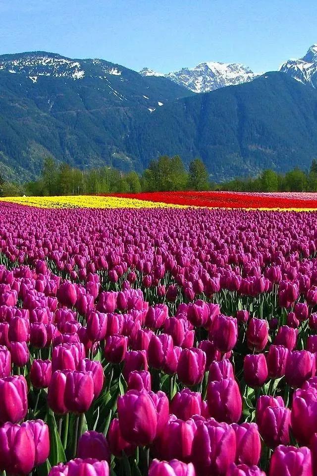 金色郁金香花语和寓意,郁金香花语是什么意思