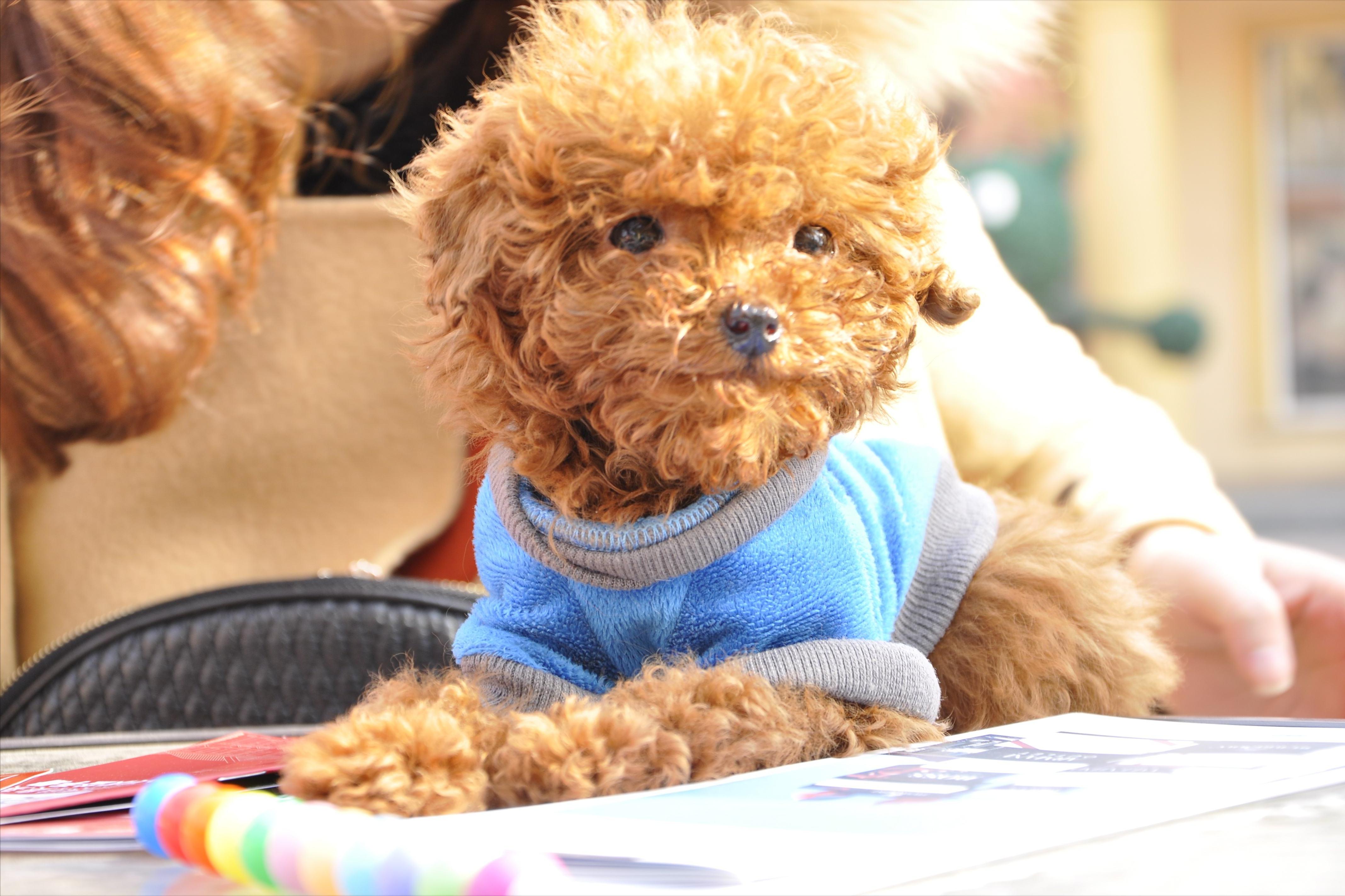 养宠小知识猫咪得了黄疸怎么办,泰迪急性肠胃炎需要注意什么