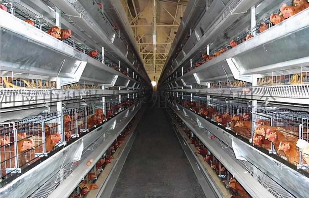 鸡的祖先是霸王龙？它为何每天都下蛋，细数鸡身上的“恐龙基因”