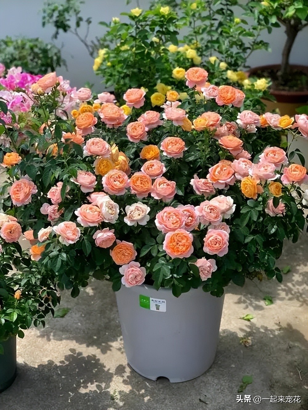十大公认最好养阳台微型月季,耐晒且花期长又容易养的月季品种