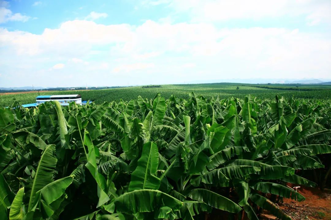 地理标志认证助推南宁香蕉走向全国