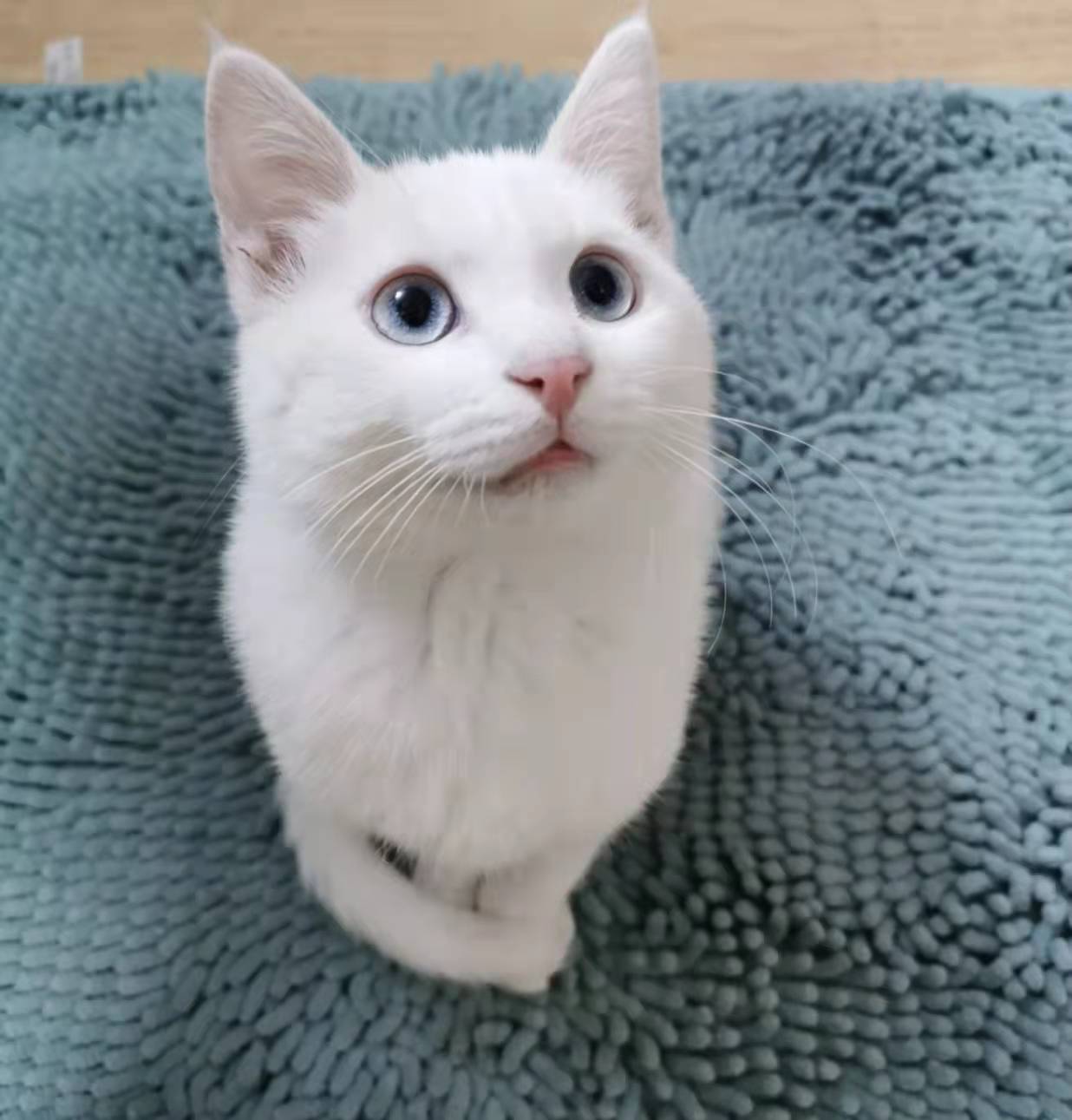 为什么养了猫之后谈恋爱好难 (养猫可以走出分手的伤心吗)