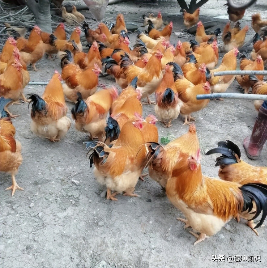 鸡沙门菌能引起鸡白痢吗,鸡白痢沙门氏菌病的研究进展