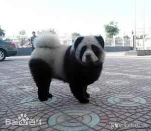 松狮犬是大型犬吗,熊仔松狮犬