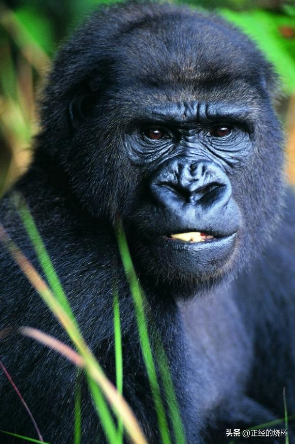 类人猿的身体特征有哪些,类人猿是什么动物