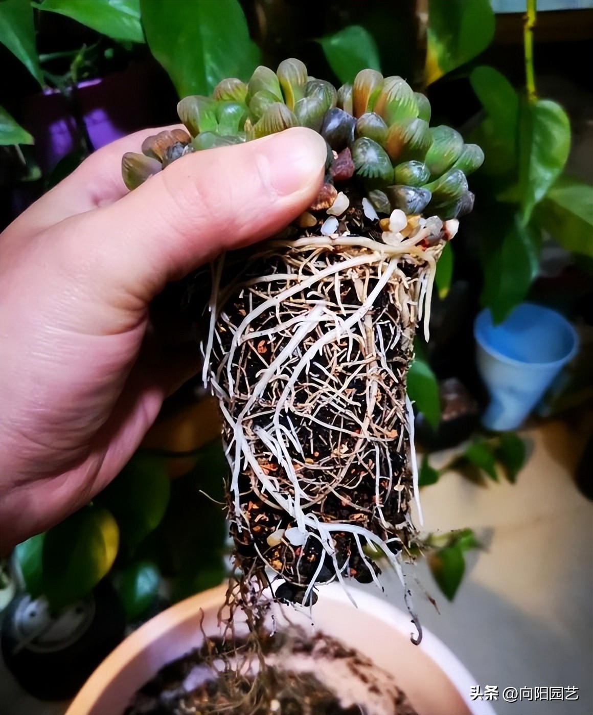 水养玉露生根,玉露不浇水能生根吗