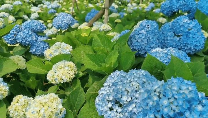 梅州出发4-5天旅游推荐,从广州出发自由行梅州4天攻略