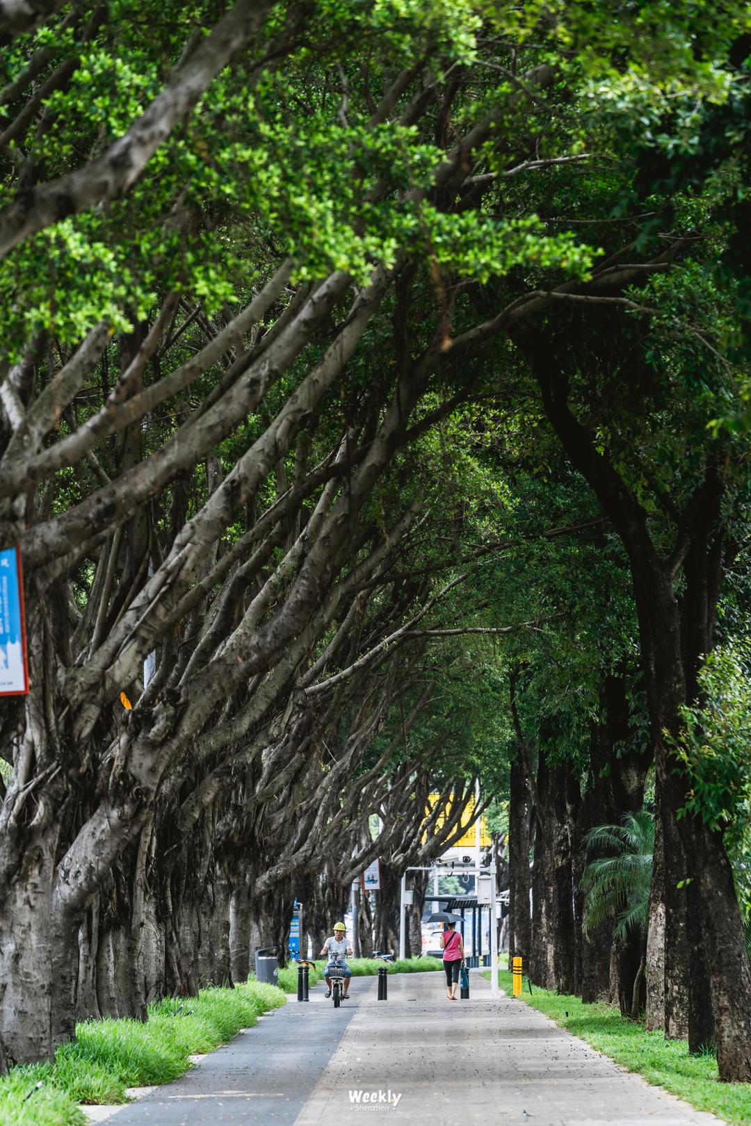 好好走过红荔路，才知道住福田有多让人羡慕