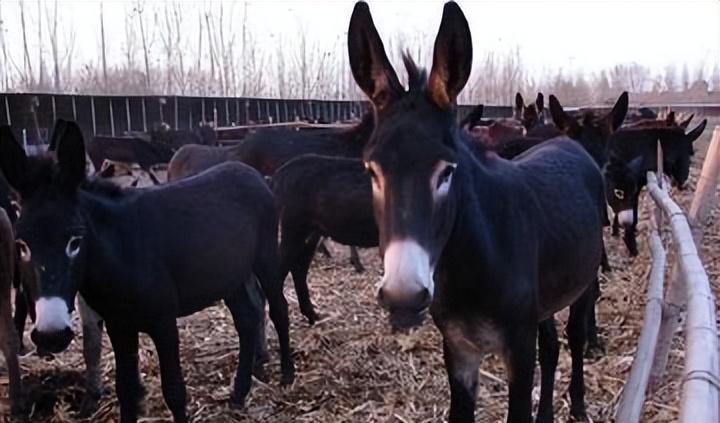 养三十头驴成本利润,养50头驴一年多少利润