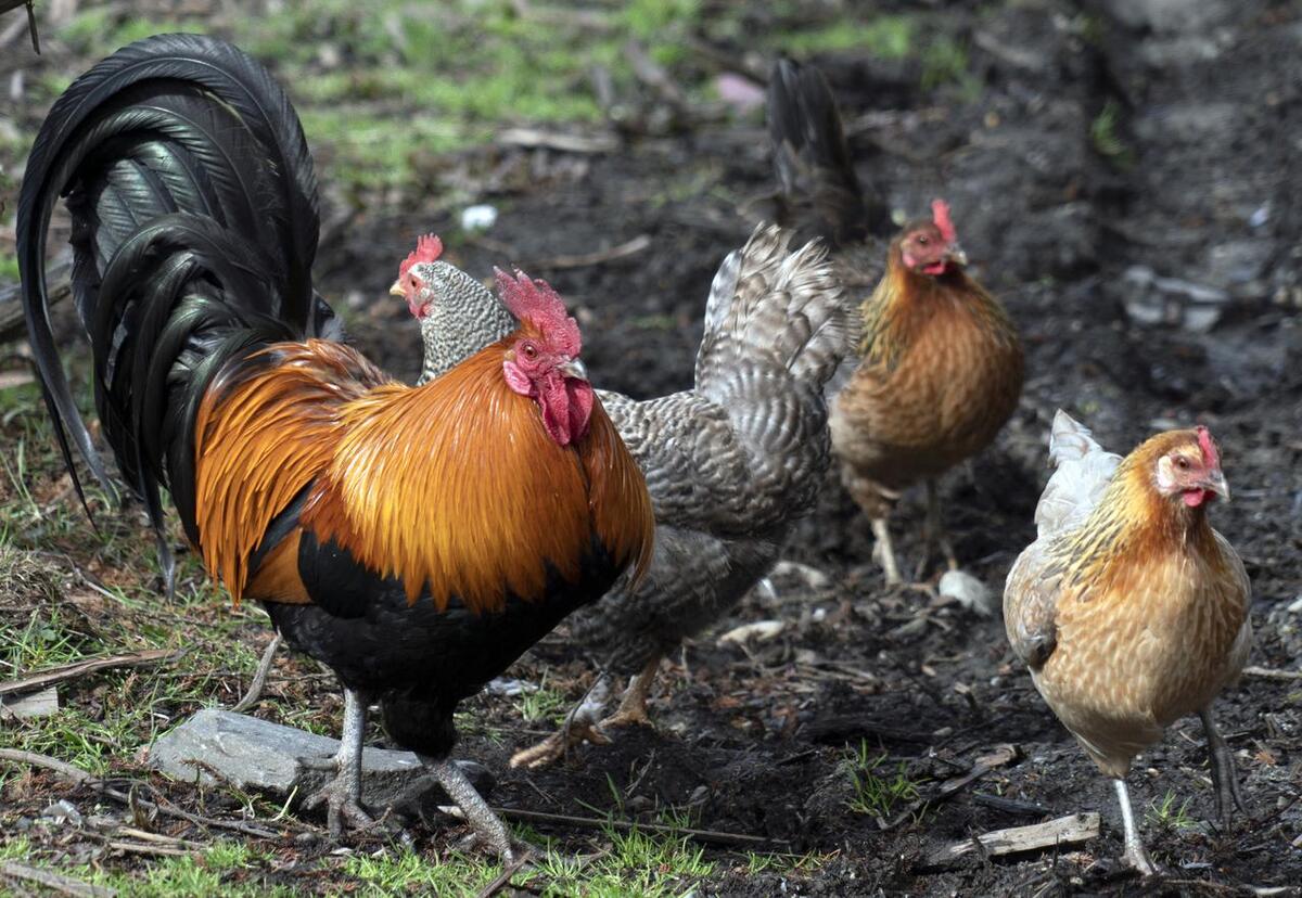 蛋白质吃多了会怎么样视频,蛋白质吃多了是不是就浪费了