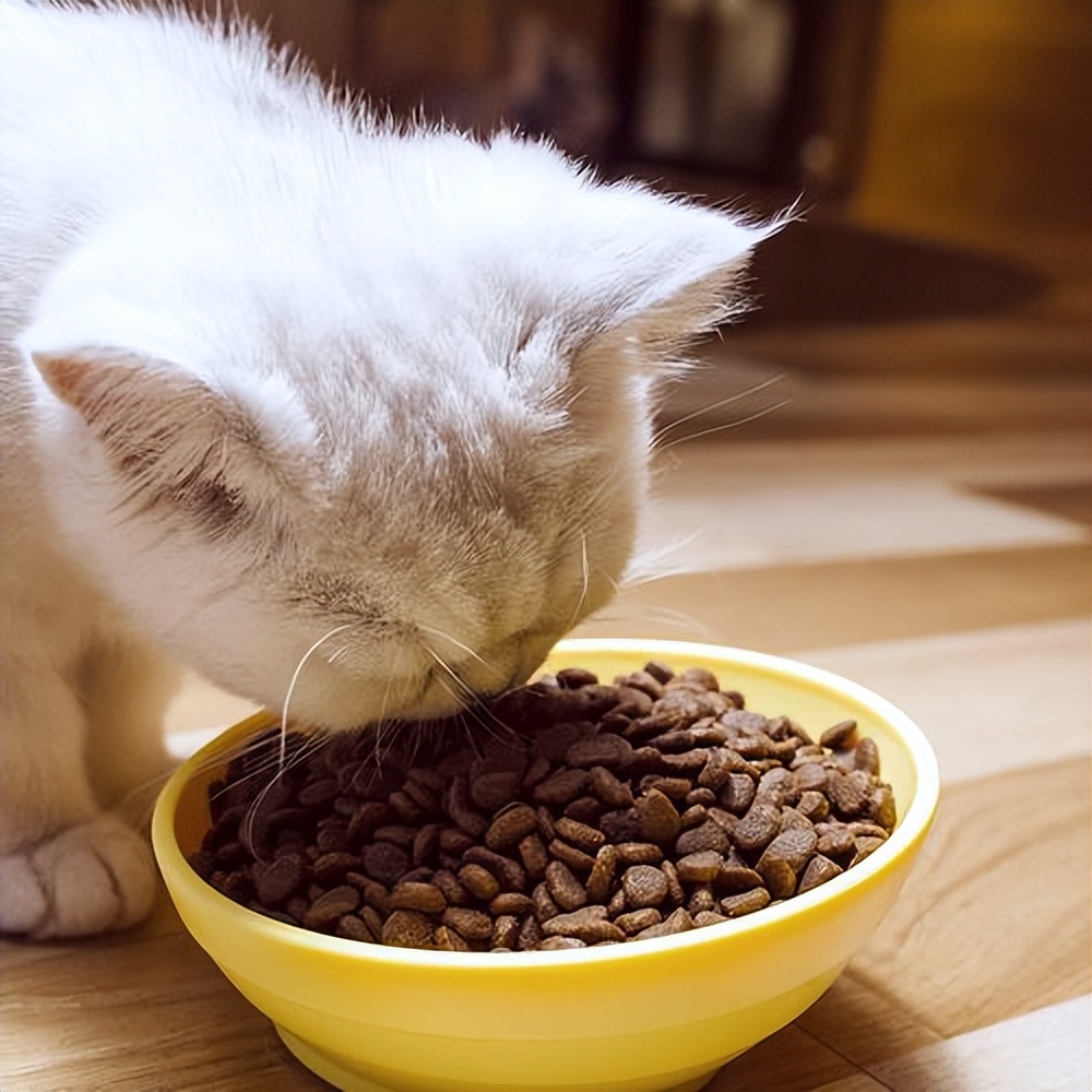 请问猫咪挑食吃什么猫粮最好,猫咪挑食不吃猫粮怎么纠正