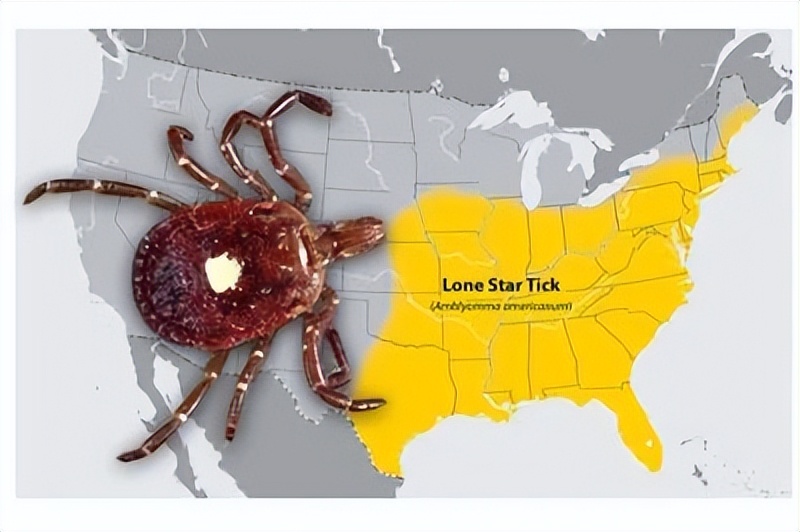 被蜱虫咬能死吗,被蜱虫咬了一辈子不能吃肉吗