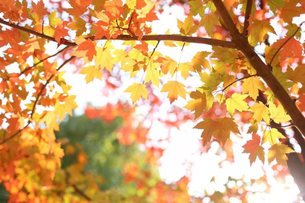 湖南农业大学有什么优点和缺点,湖南农业大学排名为什么那么高