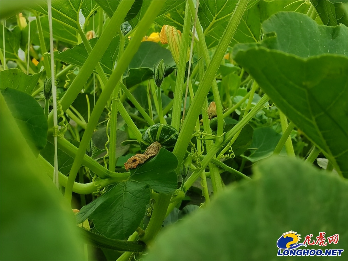 溧水中亮有机农场,江苏溧水现代农业园