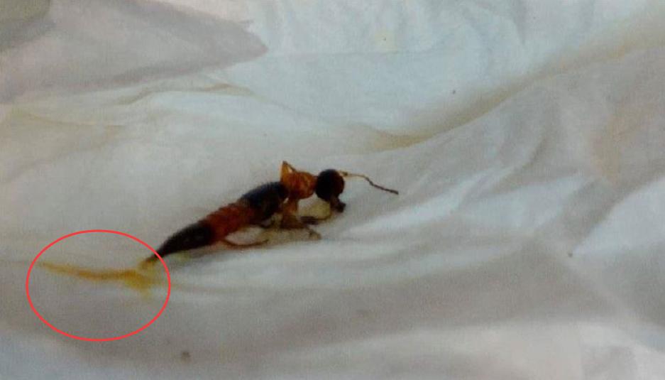 不咬人的虫子,不咬人的昆虫