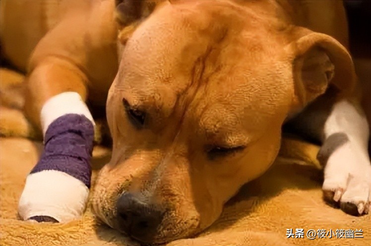 怎么分辨狗狗是骨折还是扭伤了,怎么分辨狗狗腿骨折还是受伤