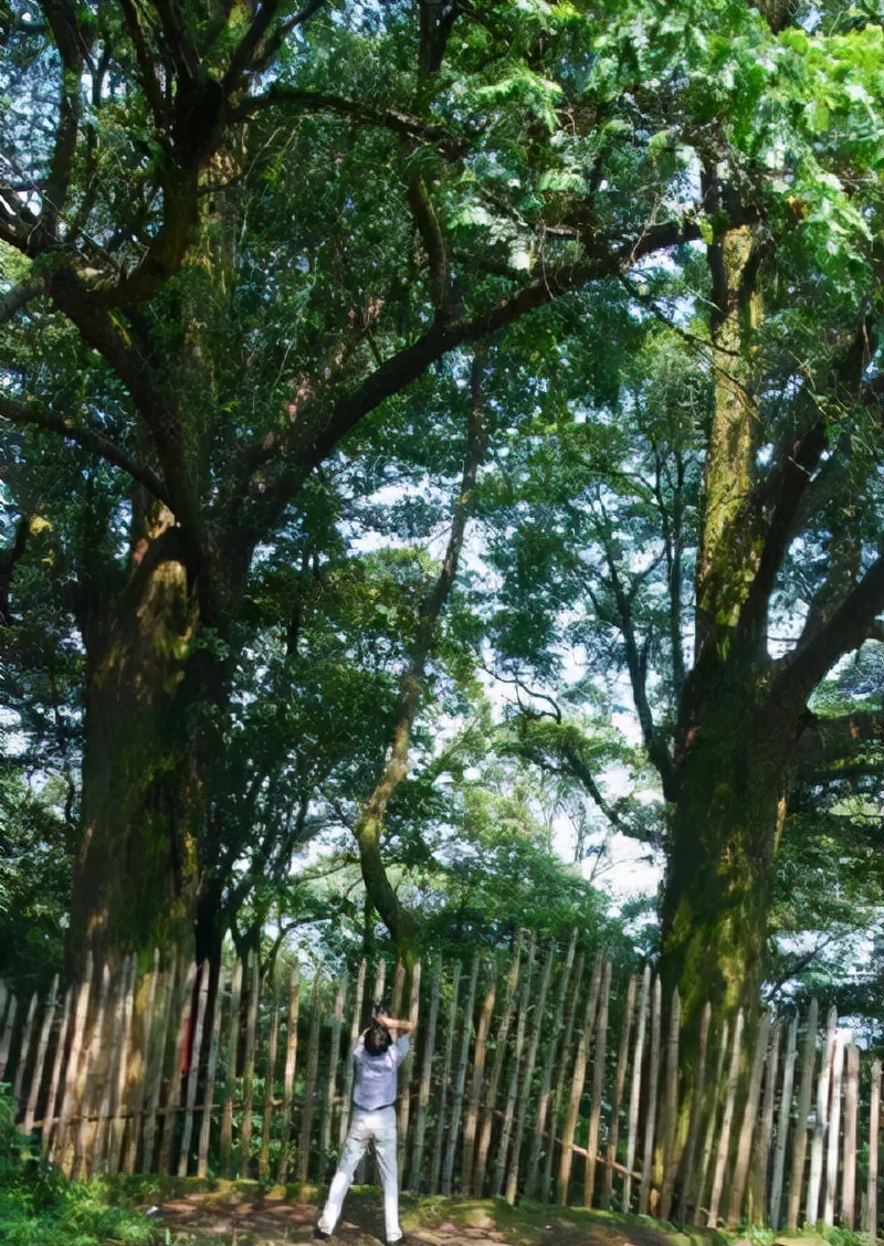 重庆南泉红豆杉,北碚青峰山红豆杉