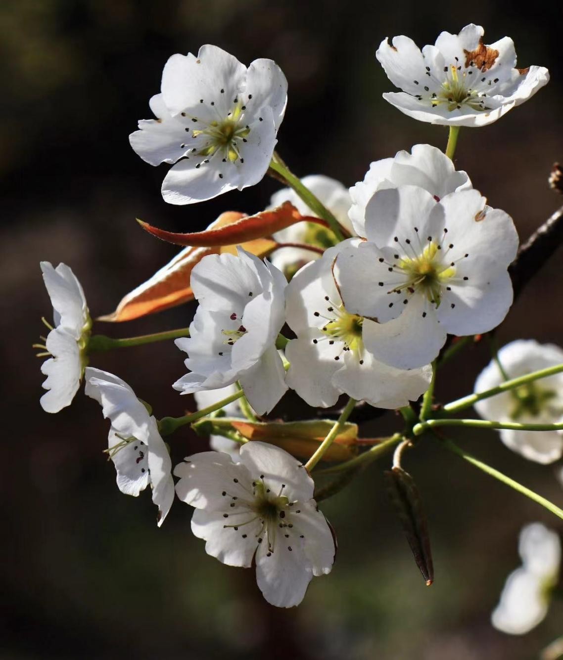 踏青寻找春季最美的时光,寻找最美春天春花烂漫正当时