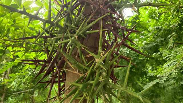 农村这种植物很多人见过却没吃过,农村老农才认识的一种植物